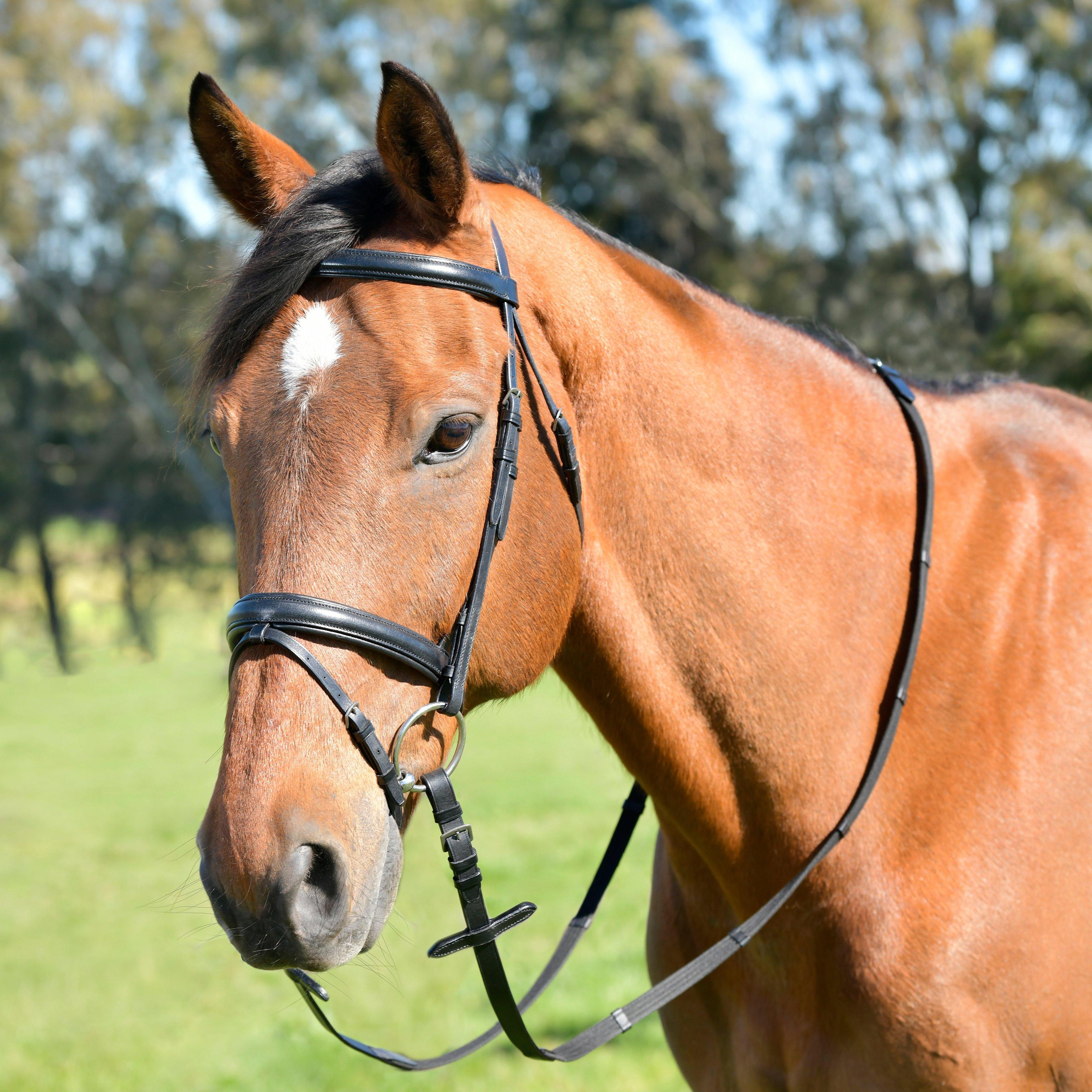 Classic Plain Raised Flash Bridle With Reins Black