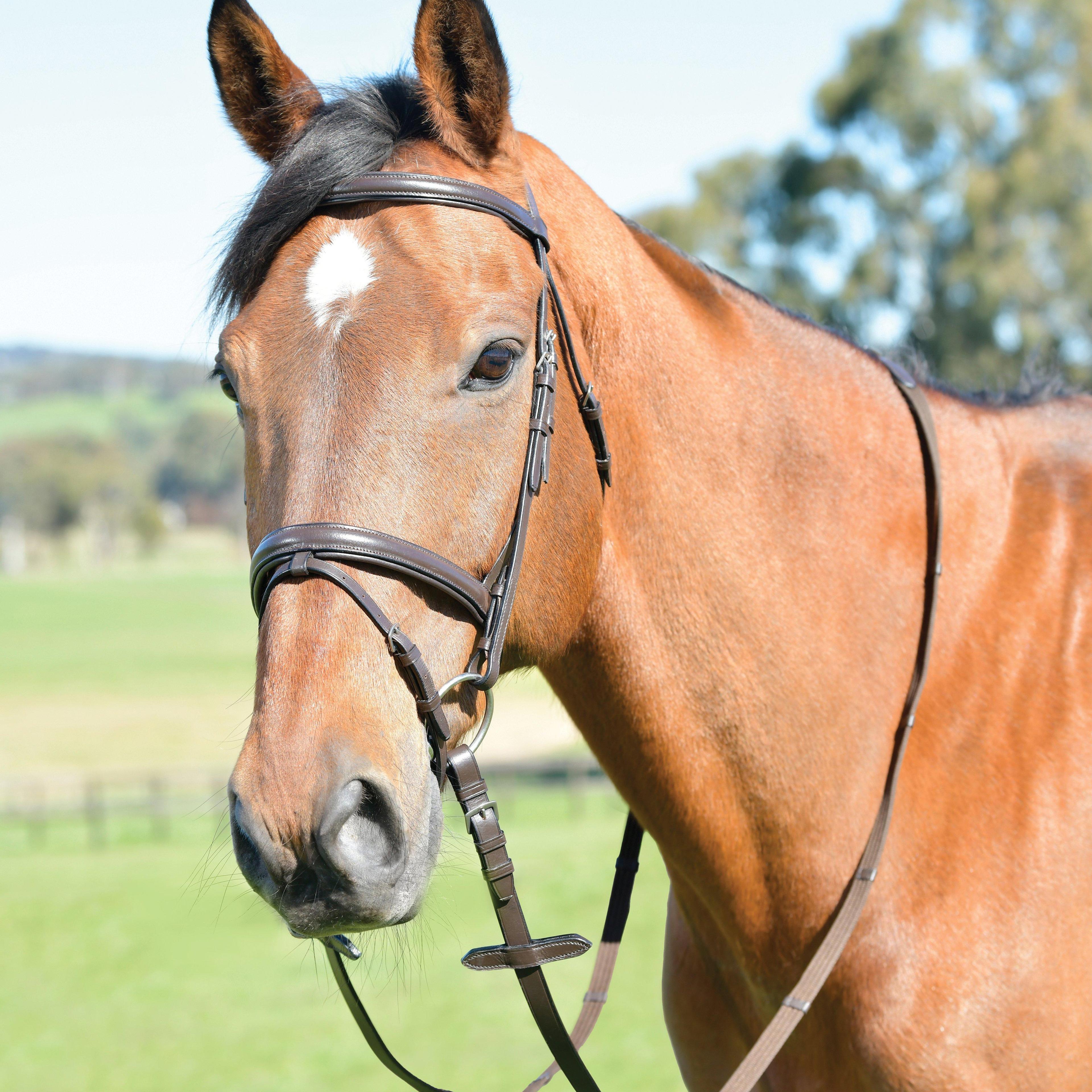 Classic Plain Raised Flash Bridle With Reins Brown