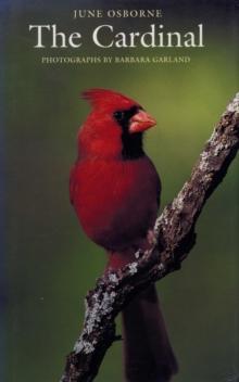 The Cardinal