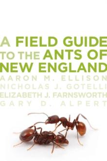 A Field Guide to the Ants of New England