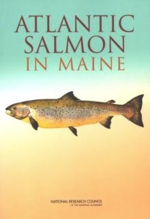 Atlantic Salmon in Maine