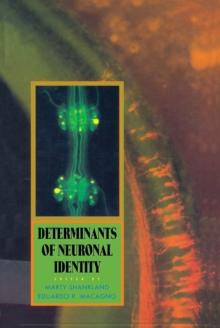 Determinants of Neuronal Identity