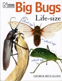 Big Bugs Life-Size