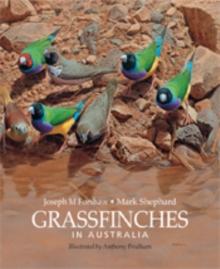 Grassfinches in Australia