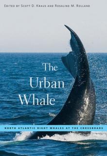 The Urban Whale : North Atlantic Right Whales at the Crossroads