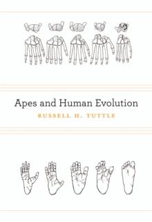 Apes and Human Evolution