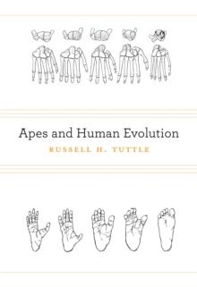 Apes and Human Evolution