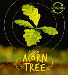 Lifecycles - Acorn to Tree