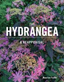 The Hydrangea : A Reappraisal