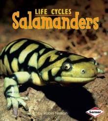 Salamanders