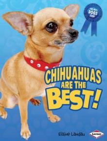 Chihuahuas Are the Best!