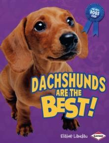 Dachshunds Are the Best!