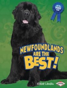 Newfoundlands Are the Best!