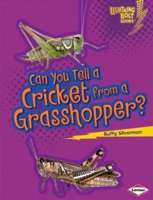 Can You Tell a Cricket from a Grasshopper?