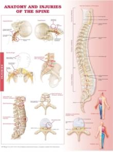 Anatomy and Injuries of the Spine : Anatomical Chart