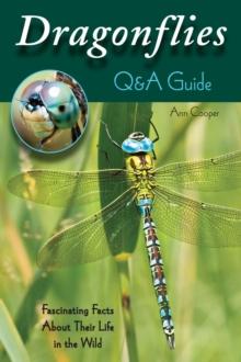 Dragonflies: Q&A Guide : Fascinating Facts About Their Life in the Wild