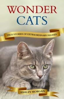 Wonder Cats : True Tales of Extraordinary Felines