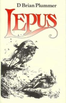 Lepus : The Story of a Hare