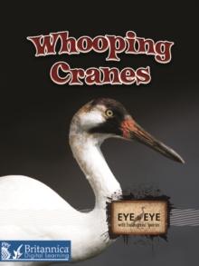 Whooping Cranes