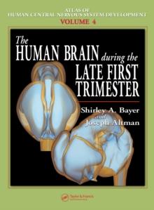 The Human Brain During the Late First Trimester