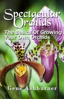 Spectacular Orchids: The Basics Of Growing Your Own Orchids