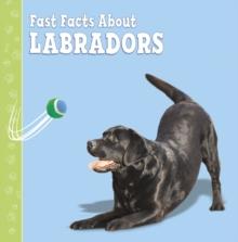 Fast Facts About Labradors