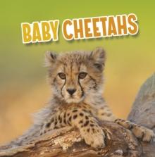 Baby Cheetahs