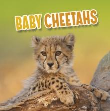 Baby Cheetahs