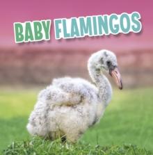 Baby Flamingos