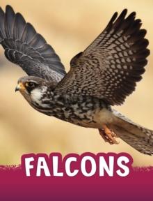 Falcons