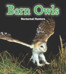 Barn Owls : Nocturnal Hunters