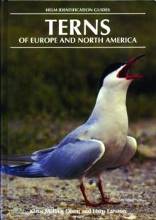 Terns of Europe and North America