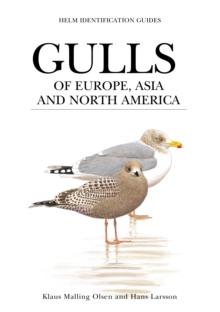 Gulls of Europe, Asia and North America