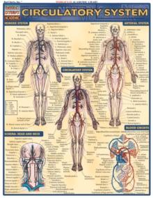 Circulatory System