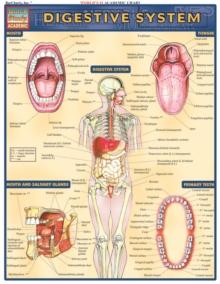 Digestive System