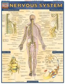 Nervous System