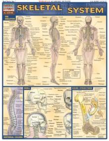 Skeletal System