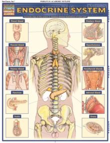 Endocrine System : QuickStudy Anatomy Reference Guide