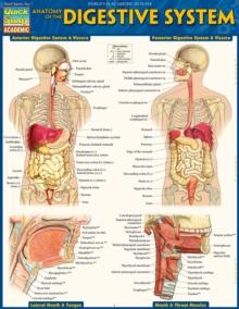 Anatomy of the Digestive System : QuickStudy Reference Guide