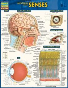 Anatomy Of The Senses : QuickStudy Reference Guide