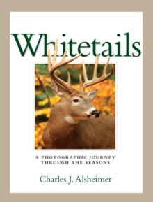 Whitetails