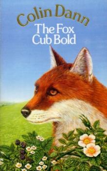 The Fox Cub Bold