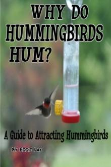 Why Do Hummingbirds Humm?