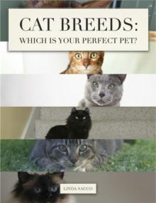 Cat Breeds: Which is Your Perfect Pet?