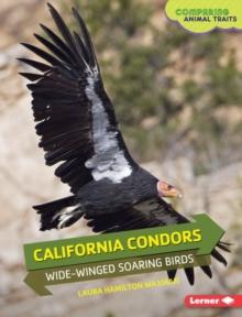 California Condors : Wide-Winged Soaring Birds