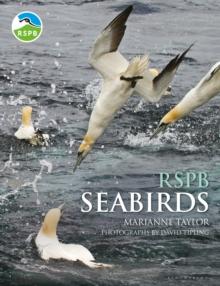 Rspb Seabirds