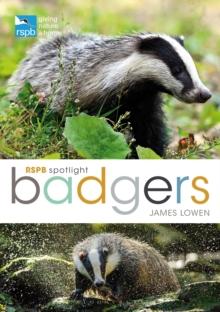 RSPB Spotlight: Badgers