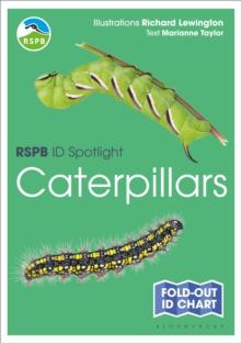 RSPB ID Spotlight - Caterpillars