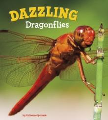 Dazzling Dragonflies