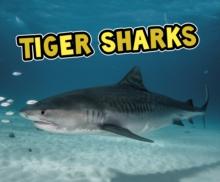 Tiger Sharks